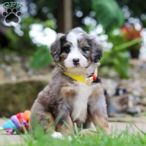 Tang, Mini Bernedoodle Puppy